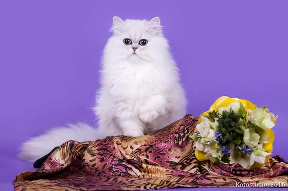 Персидские кошки White Valley Baxter. PER ns 11.